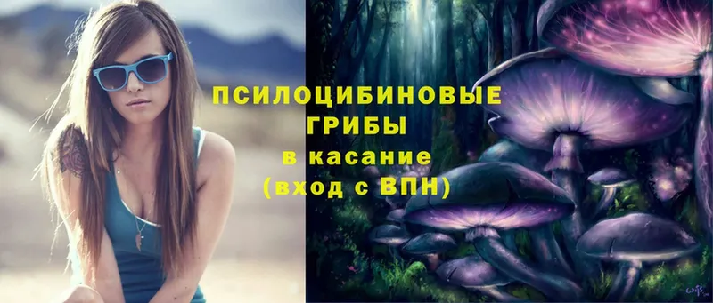 как найти   Шадринск  Псилоцибиновые грибы Psilocybe 